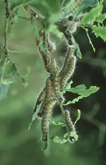 Caterpillars: Buff tip moth larvae