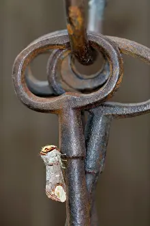 Keys: Buff Tip Moth - on Ornamental Keys