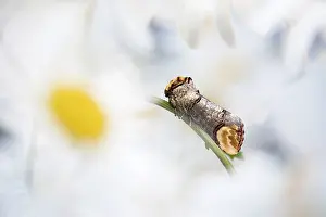 Buff: Buff Tip Moth - on Oxeye Daisy - UK