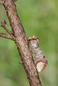 Isolated: Buff-tip moth (Phalera bucephala) perched on twig, Veneto, Italy