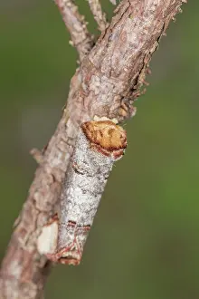Isolated: Buff-tip moth (Phalera bucephala) perched on twig, Veneto, Italy