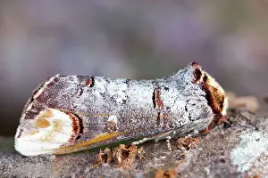 Phalera: Buff Tip Moth at rest