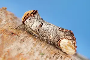 Buff: Buff-tip moth at rest