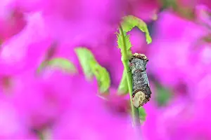 Roses: Buff Tip Moth - on Rose - UK