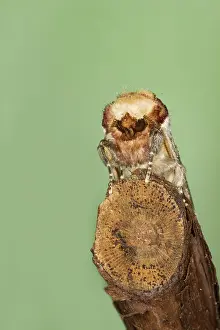 Phalera: Buff-tip Moth - showing camouflage on twig