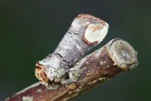 Phalera: Buff Tip Moth - on a twig