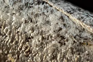 Buff: Buff-tip moth - wing scales