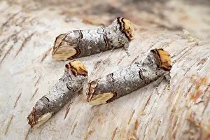 Buff: Buff-tip moths at rest