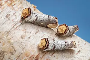 Buff: Buff-tip moths at rest
