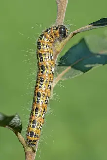 Phalera: Buff-tip (Phalera bucephala), caterpillar, Burgenland