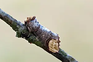 Thin: Buff-tip - Resting on thin branch