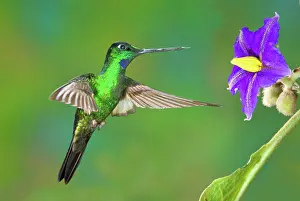 Coeligena: Buff-winged Starfrontlet