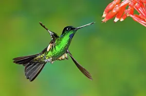 Coeligena: Buff-winged Starfrontlet