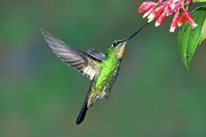 Coeligena: Buff-winged Starfrontlet
