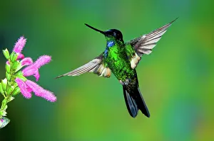 Pollinating: Buff-winged Starfrontlet