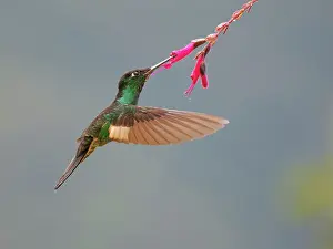 Winged: Buff Winged Starfrontlet Hummingbird - feeding a