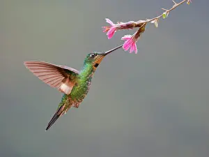 Winged: Buff Winged Starfrontlet Hummingbird - feeding a