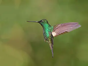 Winged: Buff Winged Starfrontlet Hummingbird - in flight