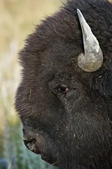Prairie: Buffalo bull portrait
