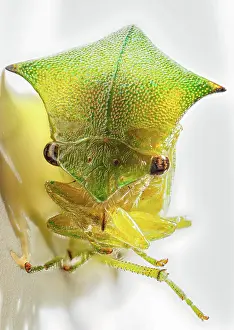 Treehopper: Buffalo cicada (Stictocephala bisonia), macro close-up