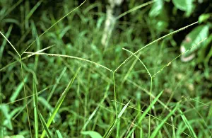 Prostrate: Buffalo Grass