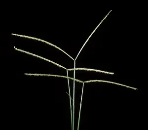 Plantations: Buffalo grass (Paspalum conjugatum) flower spikes