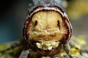 Phalera: Buffalo head (Phalera bucephala)