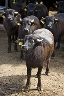 Rearing: Buffalo heifers in semi covered