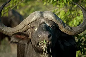 Buffalo: Buffalo - looking at camera and eating grass -