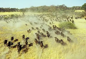 Stampede: Buffalo - running