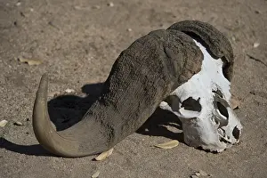 281118: Buffalo skull - on ground - Kruger National Park
