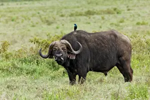 Nakuru: Buffalo and starling, Lake Nakuru National