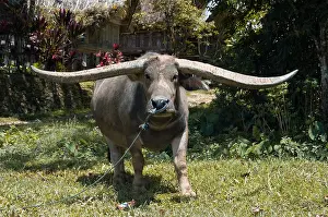 Attach: Buffalo in Sulawesi Indonesia