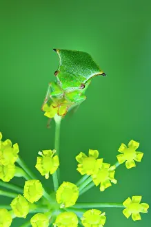 Treehopper: Buffalo Treehopper