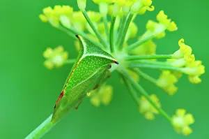 Treehopper: Buffalo Treehopper