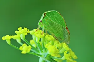 Treehopper: Buffalo Treehopper