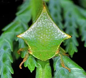 Treehopper: Buffalo Treehopper
