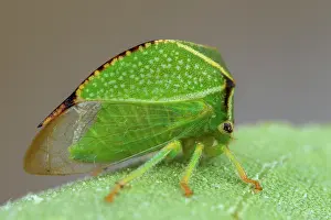 Homoptera: Buffalo treehopper (Stictocephala bisonia), Aix