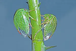 Treehopper: Buffalo Treehoppers