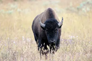 Prairie: Buffalo walking in high grass