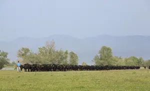 Cattleman: Buffalo water joining the stable lake Kerkini Greece