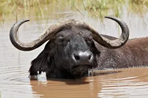 Nakuru: Buffalo in water, Lake Nakuru National Park