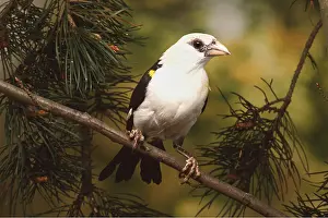 Weavers: BUFFALO WEAVER