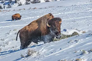 Buffalo: Buffalo in winter in the Northern Range of Yellowstone