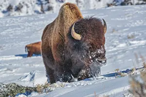 Buffalo: Buffalo in winter in the Northern Range of Yellowstone