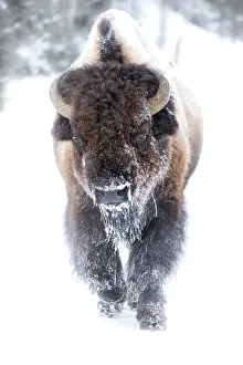 Buffalo: Buffalo in winter in the Northern Range of Yellowstone
