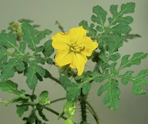 Weed: Buffalobur nightshade