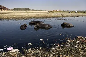 Multitudes: Buffaloes bathing in the Yamouna river Agra India