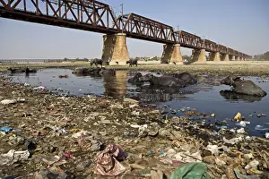 Multitudes: Buffaloes bathing in the Yamouna river Agra India