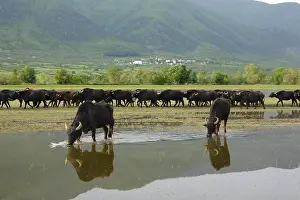 Bogs: Buffaloes of water quenching Lake Kerkini Greece